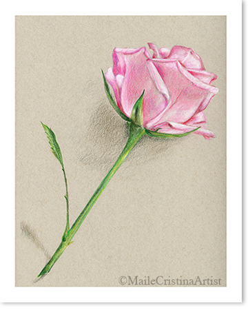8x10 Giclee Art Print "Soft Pink Rose" - Maile Cristina Artist