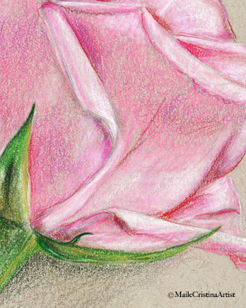 8x10 Giclee Art Print "Soft Pink Rose" - Maile Cristina Artist