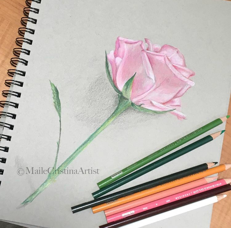 Original Color Pencil Drawing "Soft Pink Rose" on toned paper - Maile Cristina Artist